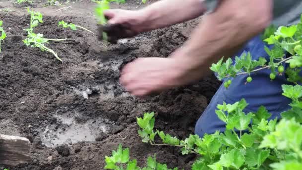 Homem Senta Nas Mudas Tomate Para Seu Jardim Trabalho Agricultor — Vídeo de Stock