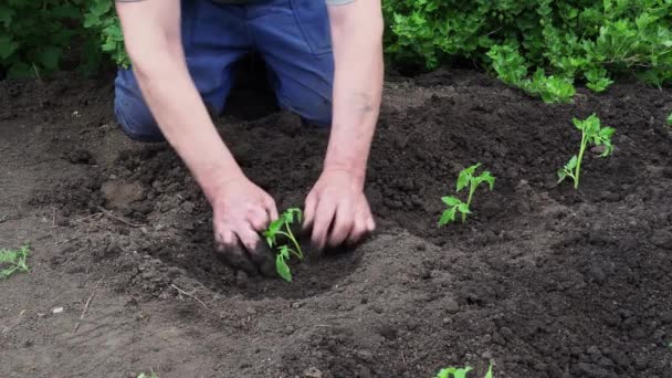 那人坐在你的花园里的番茄苗上 农民在环境友好型条件下在自己的土地上获得丰收的工作 — 图库视频影像