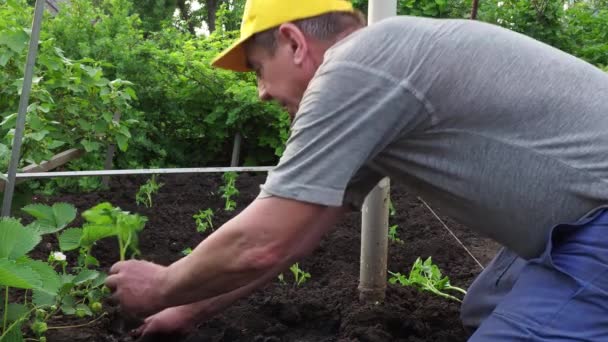 Homem Senta Nas Mudas Tomate Para Seu Jardim Trabalho Agricultor — Vídeo de Stock