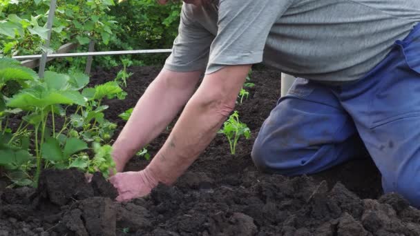 Setzt Sich Der Mann Tomatensetzlinge Für Ihren Garten Die Arbeit — Stockvideo