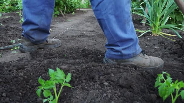 Homem Senta Nas Mudas Tomate Para Seu Jardim Trabalho Agricultor — Vídeo de Stock