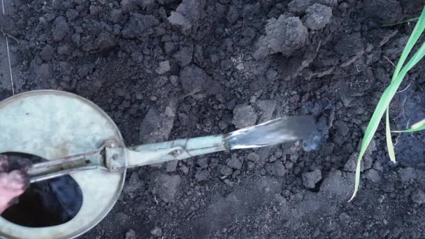 Homme Assoit Sur Des Plants Tomate Pour Votre Jardin Travail — Video