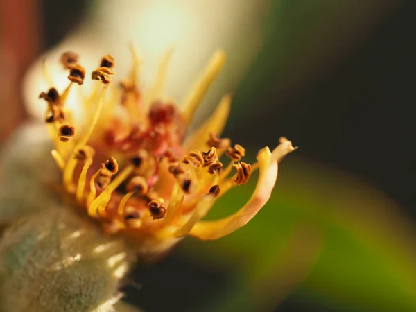 Çiçek yakın çekim içinde stamens. — Stok fotoğraf