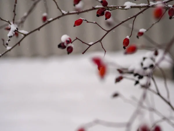 Pokryta śniegiem gałąź berberysu z dojrzałymi jagodami. — Zdjęcie stockowe