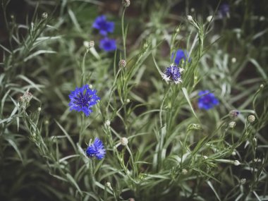 Görünümü memnun eden renkler