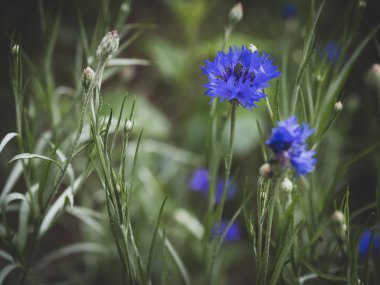 Görünümü memnun eden renkler
