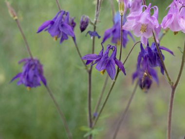 Görünümü memnun eden renkler
