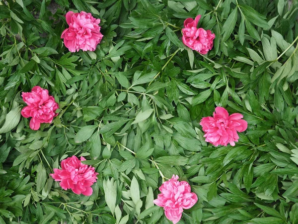 Pozadí z listů květu — Stock fotografie