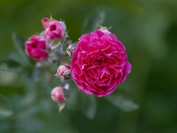 Hermoso rosal — Foto de Stock