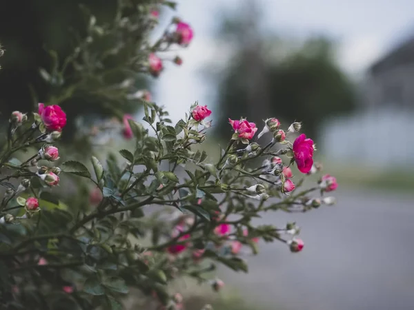 Krásná růže bush — Stock fotografie