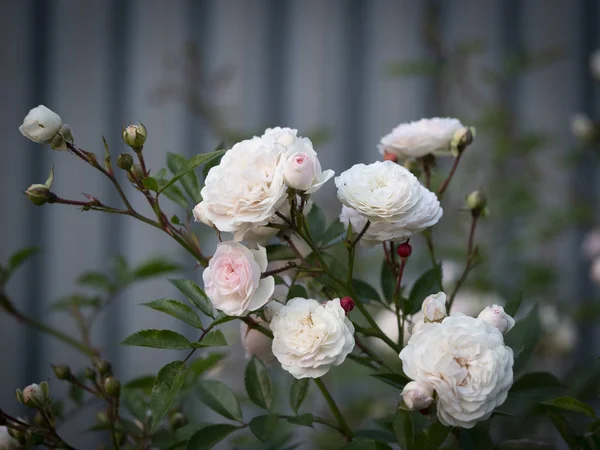 Piękny krzew róży — Zdjęcie stockowe