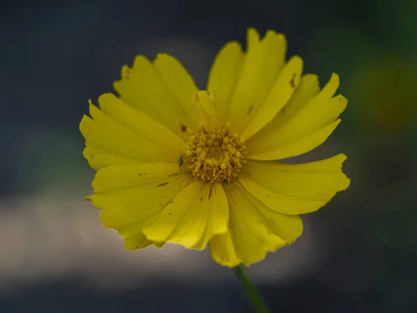 Görünümü memnun eden renkler — Stok fotoğraf