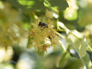 Çiçekli Ihlamur çiçekleri güzel
