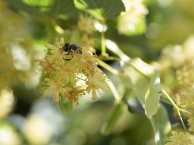 Çiçekli Ihlamur çiçekleri güzel