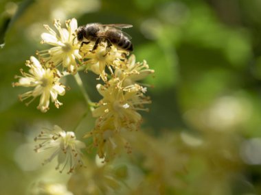 Çiçekli Ihlamur çiçekleri güzel