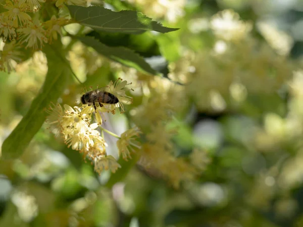 Blühende Lindenblüten sind schön — Stockfoto