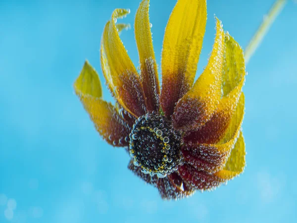 The flower is covered with bubbles of air — Stock Photo, Image