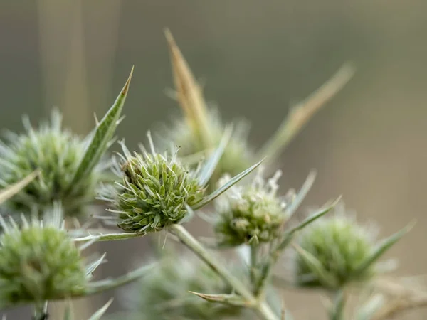 Plant in de vorm van doornen — Stockfoto