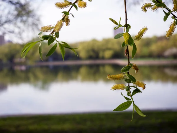 Ramitas de sauce con flores con hojas verdes en el fondo del estanque — Foto de Stock