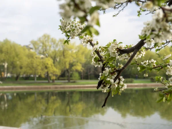 Floreciente sucursal de Apple en el fondo del lago — Foto de Stock