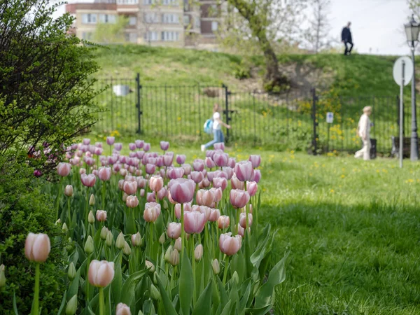 Hermosos tulipanes floreciendo en la ciudad Parque — Foto de Stock