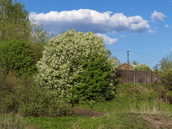 Paisaje de la naturaleza cultivando árboles cerca del agua — Foto de Stock