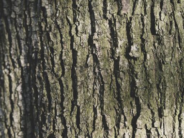 Ağaç kabuğu güneş tarafından aydınlatılır.