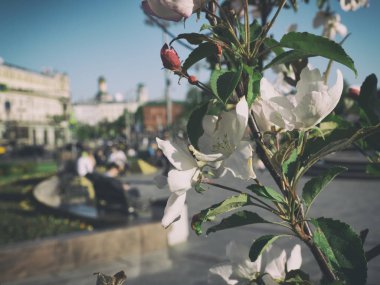 Elma ağacının çiçek açma dalı kentsel ormanın bulanık arka planı üzerinde