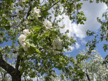 Bulutlar ile mavi gökyüzüne karşı Blooming Elma ağacı