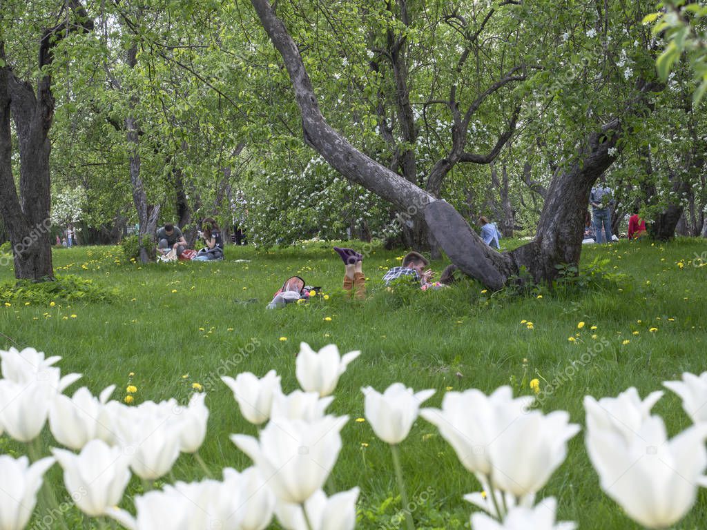 Tulips in full bloom in the garden in the spring