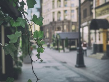 Yeşil Bush ile güzel restoran dekor