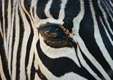 Güzel büyük renkli göz bir zebra üzerinde Kapat