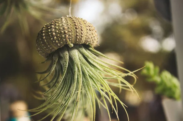 Epifyt Tillandsia Vzduchu Rostliny Vyrůstající Vyhloubené Sea Shell Visící Vlákna — Stock fotografie