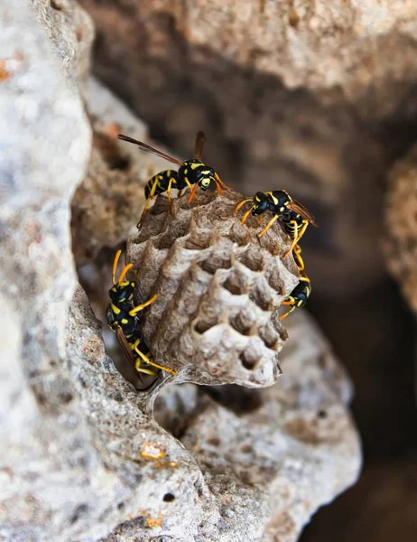 Wespen Bewachen Das Einem Felsen Befestigte Nest — Stockfoto