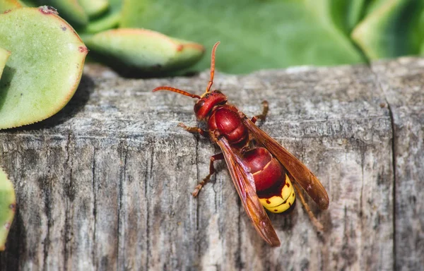Yakın çekim kırmızı oryantal Hornet (Vespa orientalis)