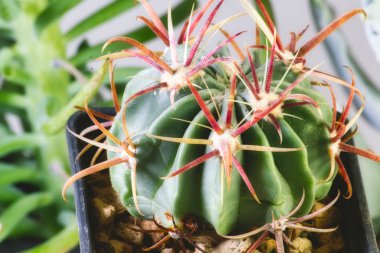 Ferocactus latispinus - varil kaktüs Meksika'ya yerel bir tür