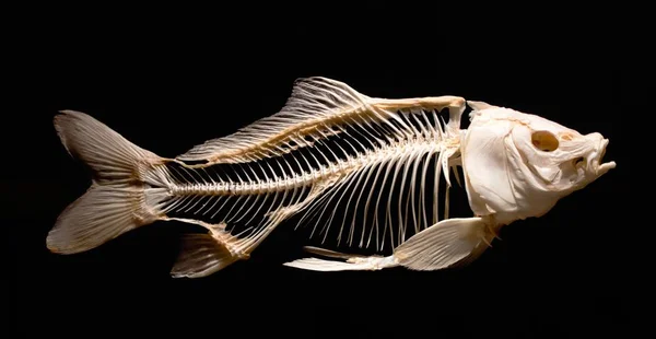 Skeleton Carp Fish Isolated Black Background Part Museum Exhibit — Stock Photo, Image