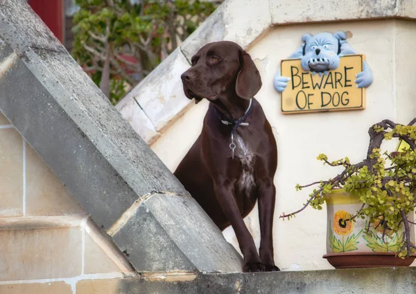 Chocolate labrador retriever dog guarding its owner\'s home with a \
