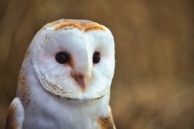 Ormanda bulanık arka planlı bir ahır baykuşunun (Tyto alba) yakın çekim portresi