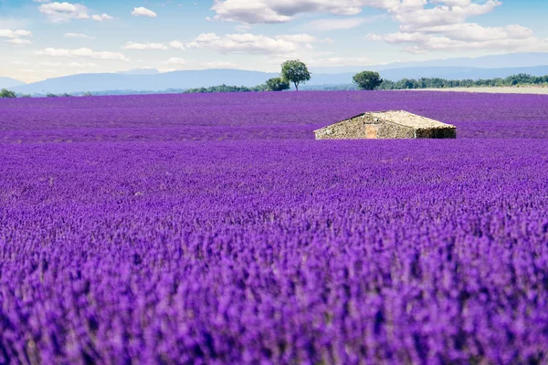 Campo de lavanda en Provenza —  Fotos de Stock