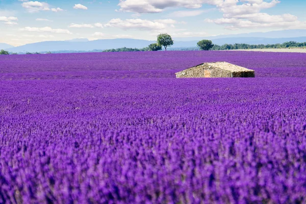 Levandulové pole v Provence Royalty Free Stock Obrázky