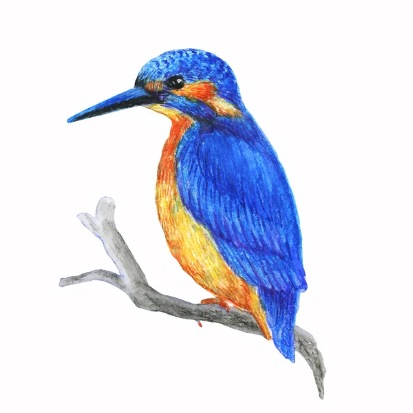 手绘素描水彩画热带鸟 画孤立的奇异的自然图解 美丽的热带鸟 — 图库照片