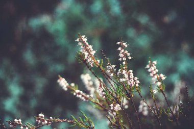Orman bitkisi. Küçük çiçekli güzel dallar. Ormandan gelen sonbahar hediyeleri..