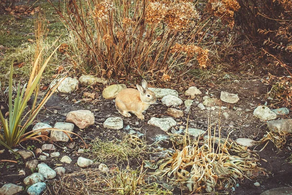 Коричневый Кролик Коричневом Кролике Лесной Поляне — стоковое фото