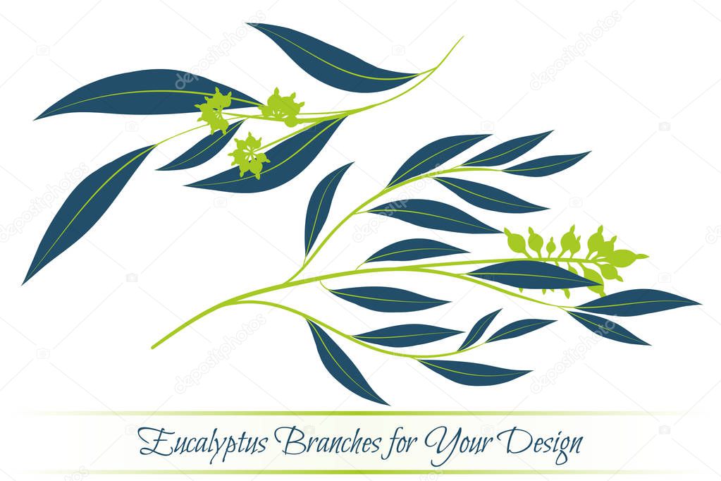 Eucalyptus Vector. Hojas y ramas vectoriales decorativas. Follaje