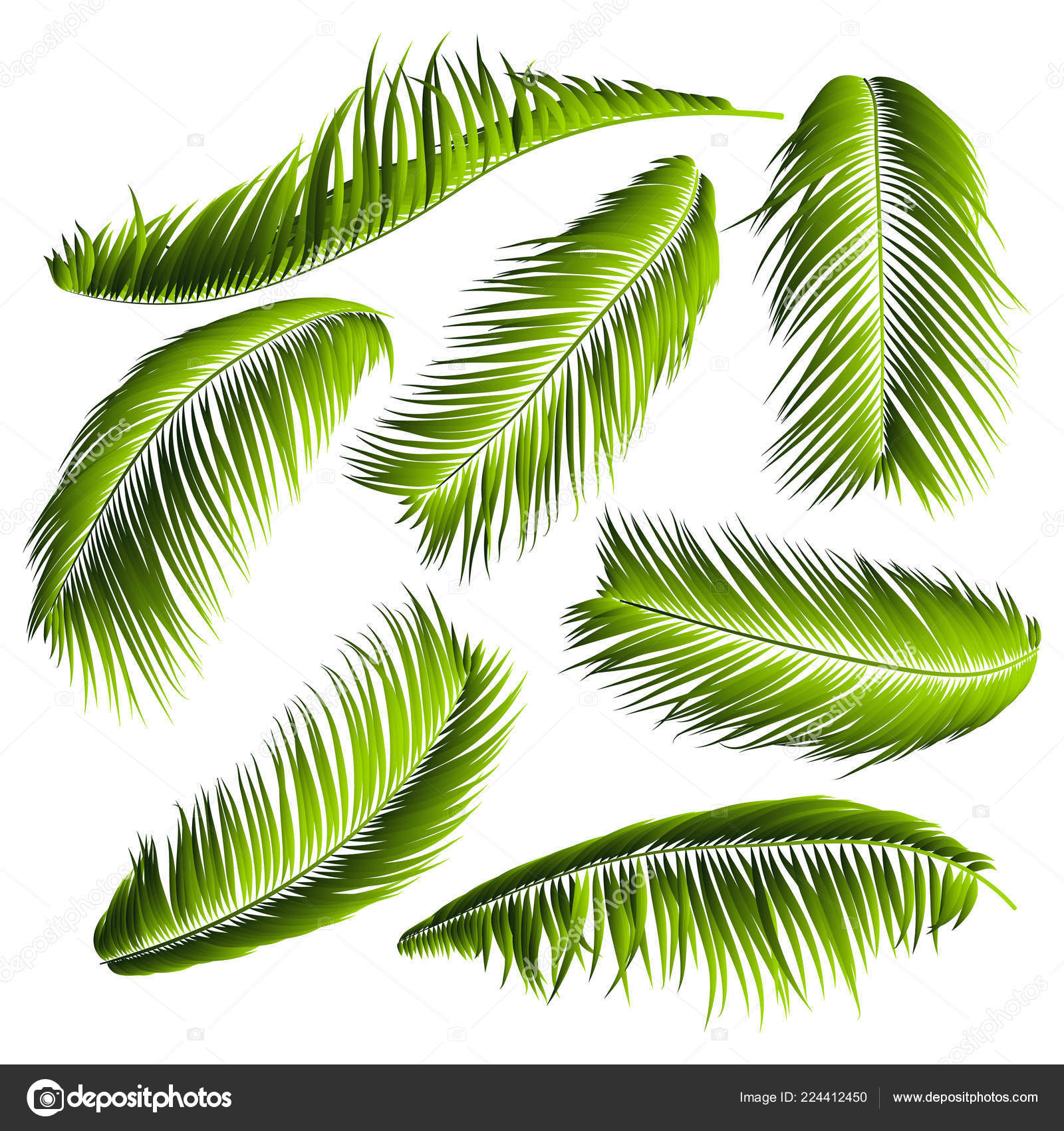 シュロの葉分離 現実的なブランチ セット ベクトル熱帯群葉 花の要素 ジャングル植物のイラスト パターン 壁紙 印刷 ファブリック 繊維またはあなたの設計のための熱帯のヤシの葉 ストックベクター C Ingara