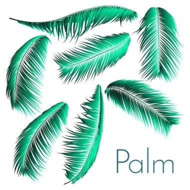 Palmiye yaprağı vektör çizim Eps10. Tropikal yaprak. Gerçekçi Hindistan cevizi yaprakları küme. Çiçek öğeleri. Orman bitki topluluğu. Yaz palmiye yaprağı deseni, baskı, kumaş ya da modaya uygun bir tasarım için.