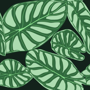 Dikişsiz tropikal desen. Yağmur ormanı bitkiler ile modaya uygun arka plan. Alocasia vektör yaprak. Yılanyastığıgiller. Orman yeşillik suluboya tarzında el yazısı. Tekstil, kumaş için seamless egzotik modeli.