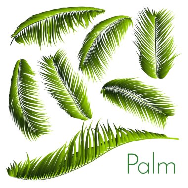 Hurma izole bırakır. Gerçekçi dalları ayarlayın. Vektör tropikal bitki örtüsü. Çiçek öğeleri. Orman bitki Illustration. Tropic palmiye yaprakları desen, duvar kağıdı, baskı, kumaş, tekstil veya tasarım için.
