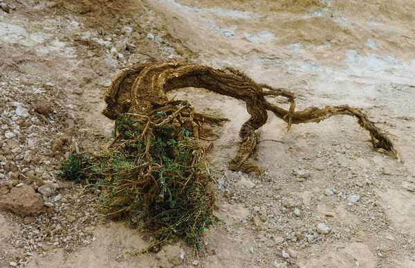 Dağ altay. Chagan-Uzun. Mars manzaralar.